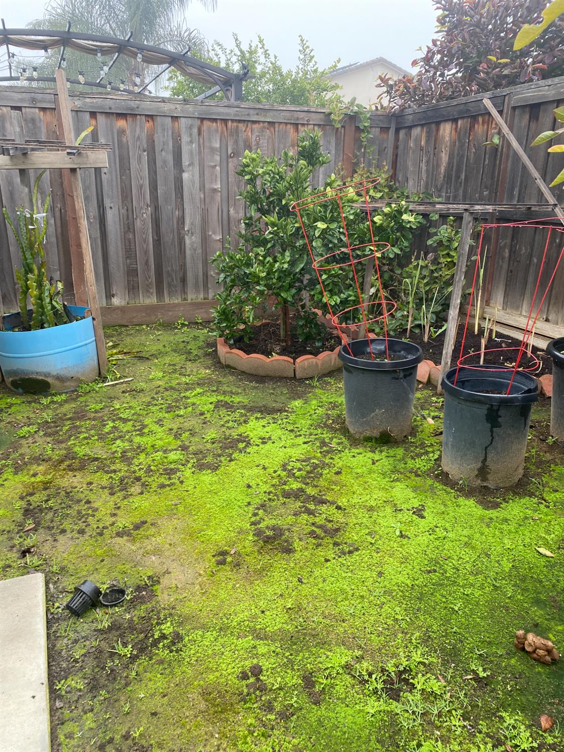 3765 N Pearwood Ave, Fresno, CA 93727